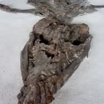 Cronosaur which lived 115 millions years ago in the ocean which had covered Villa de Leyva